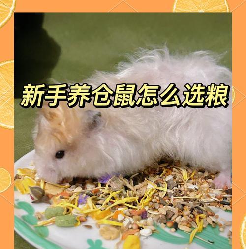老鼠可以长期吃猫粮吗？这样做有哪些潜在风险？