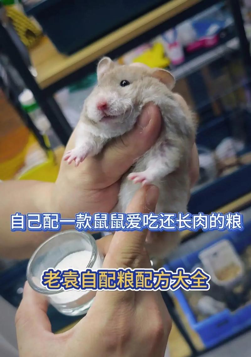 老鼠可以长期吃猫粮吗？这样做有哪些潜在风险？