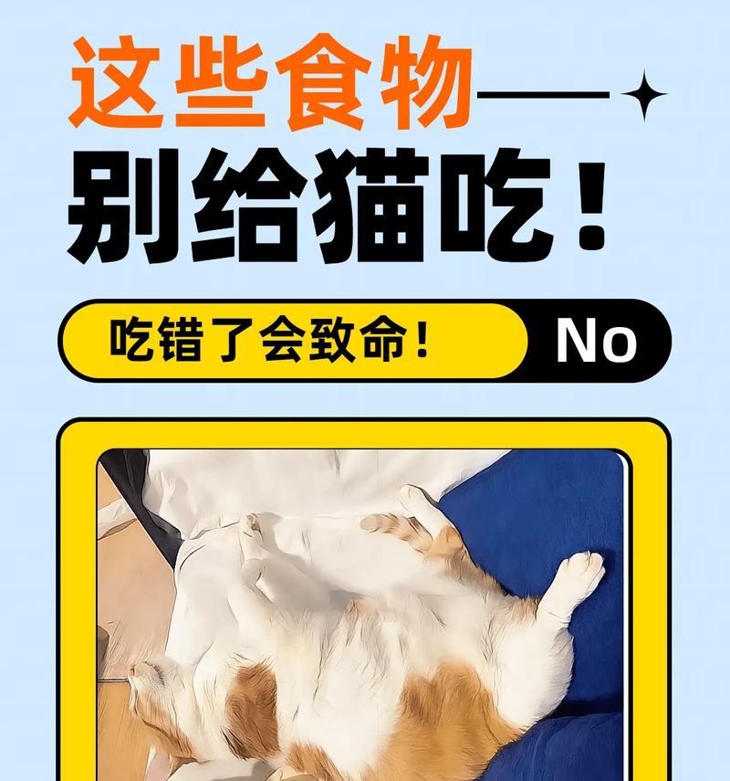 不给猫喂猫粮给什么药吃？不喂猫粮时的替代方案是什么？