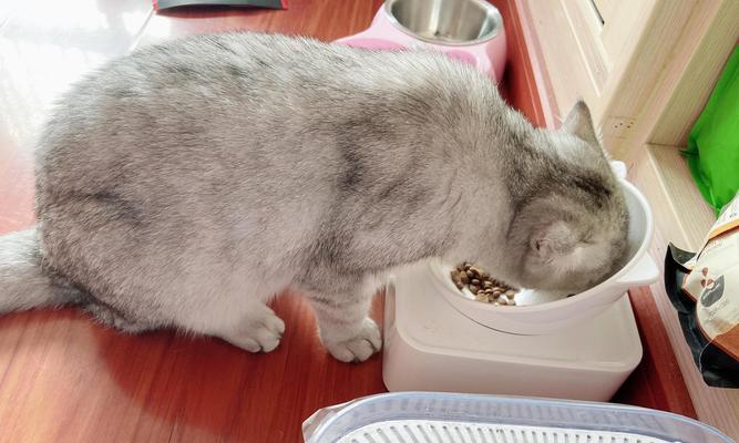 给猫喂粮时为何会做猫屎动作？这种行为代表什么？