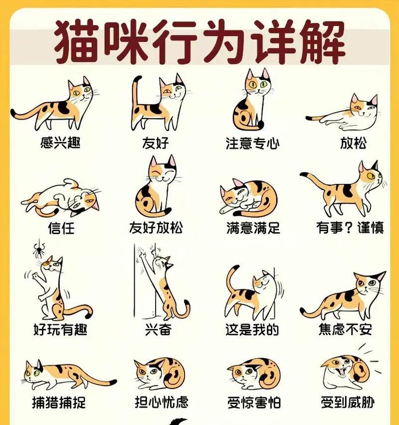 给猫喂粮时为何会做猫屎动作？这种行为代表什么？