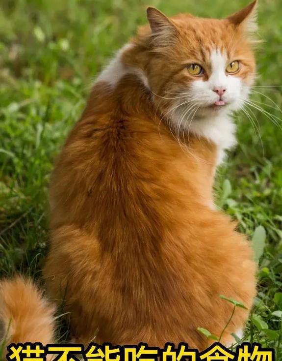 五秒不吃猫粮的猫叫什么？这是猫咪的什么行为？