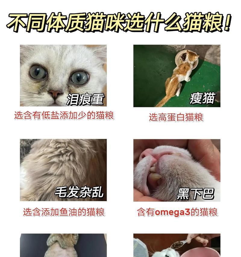 猫多吃猫粮会变成什么？过量摄入猫粮的后果是什么？