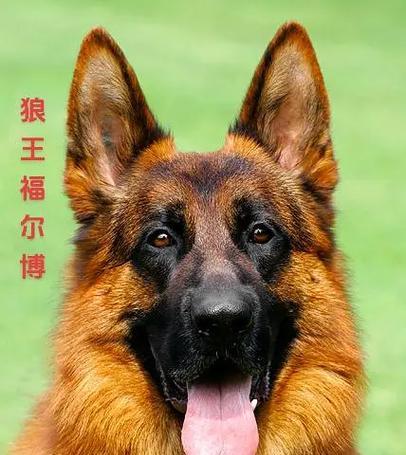 狗多少钱德牧？购买德国牧羊犬的价格范围是多少？