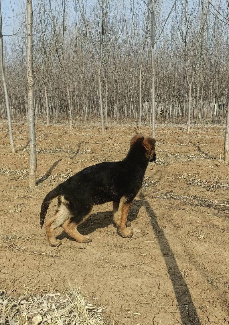 狗多少钱德牧？购买德国牧羊犬的价格范围是多少？