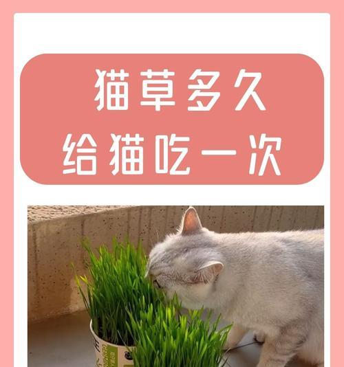 猫能一生吃草吗？为什么不喜欢吃猫粮？