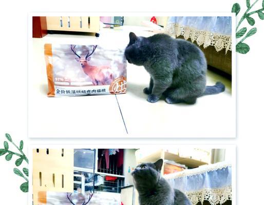 猫为何用手挖猫粮？这是什么行为表现？