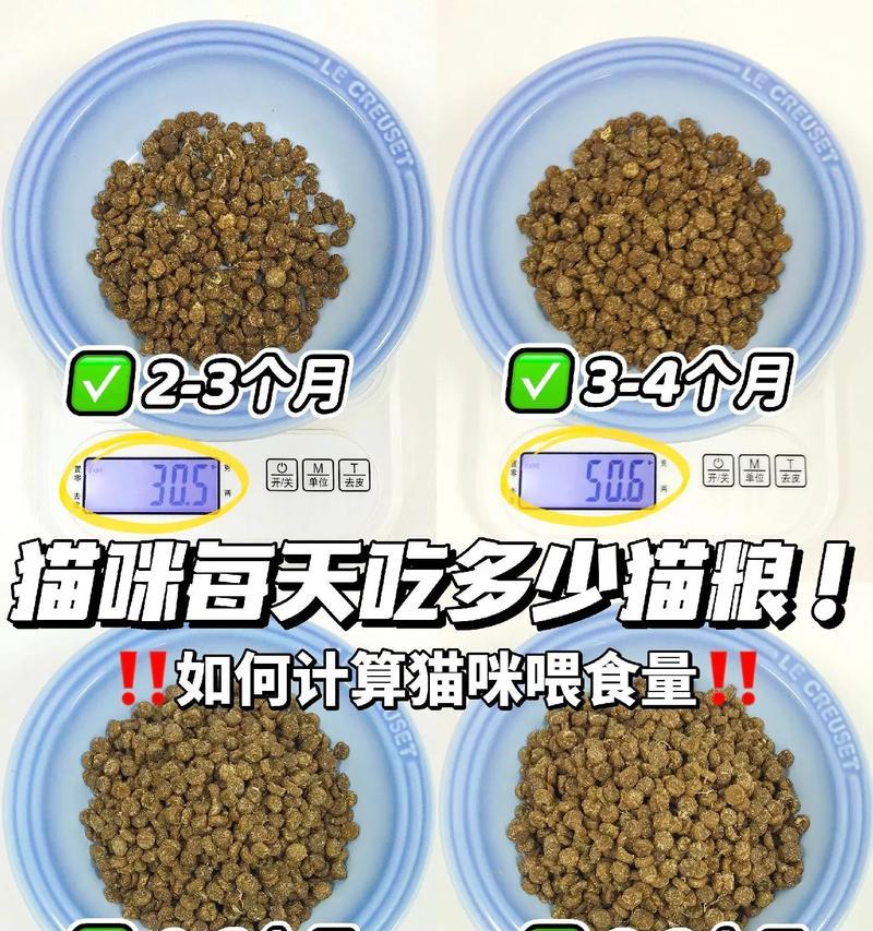 猫咪每天应摄入多少猫粮？正确的喂食方法是什么？
