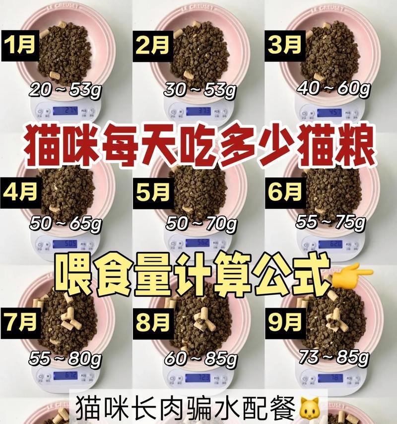 猫咪每天应摄入多少猫粮？正确的喂食方法是什么？