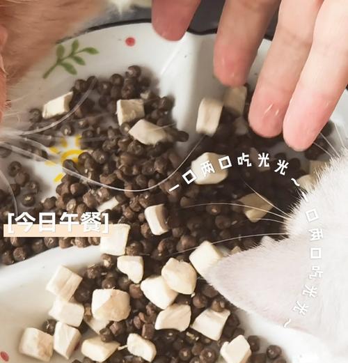价值十几万的猫如何喂食猫粮？需要注意哪些细节？