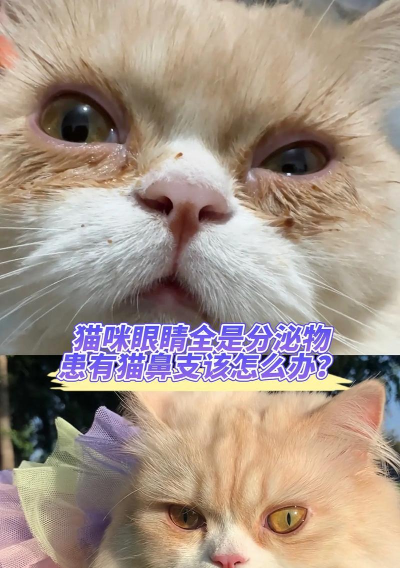 哪种猫粮对猫咪眼睛有治疗效果？