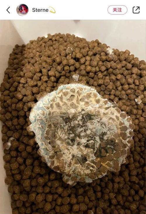 猫粮发霉有哪些迹象？如何判断猫粮是否变质？