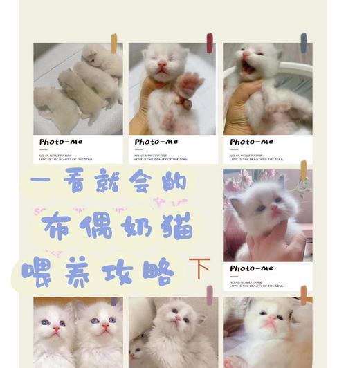 布偶猫食量小如何增加？有哪些促进食欲的方法？