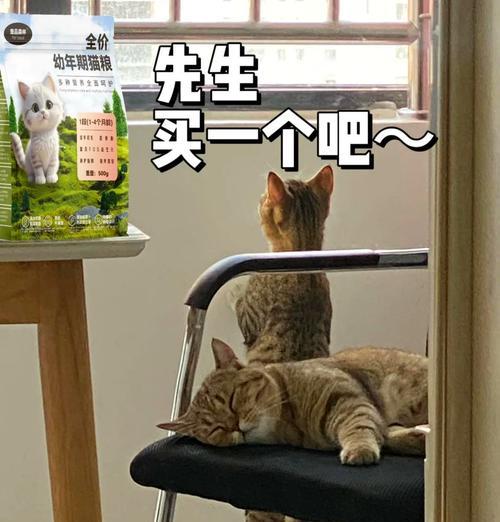 幼猫可以吃成猫猫粮吗？消化不良怎么办？