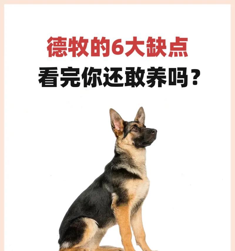 德牧能成为缉毒犬吗？训练和成本是多少？