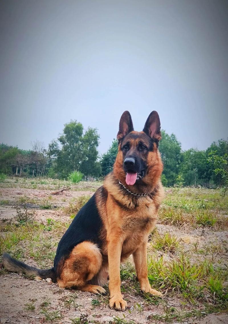 德牧能成为缉毒犬吗？训练和成本是多少？