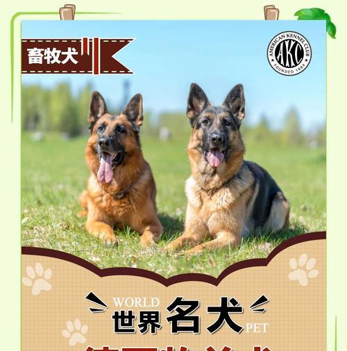 德牧能成为缉毒犬吗？训练和成本是多少？