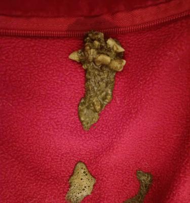 驱虫后猫吐猫粮正常吗？出现这种情况应该怎么办？