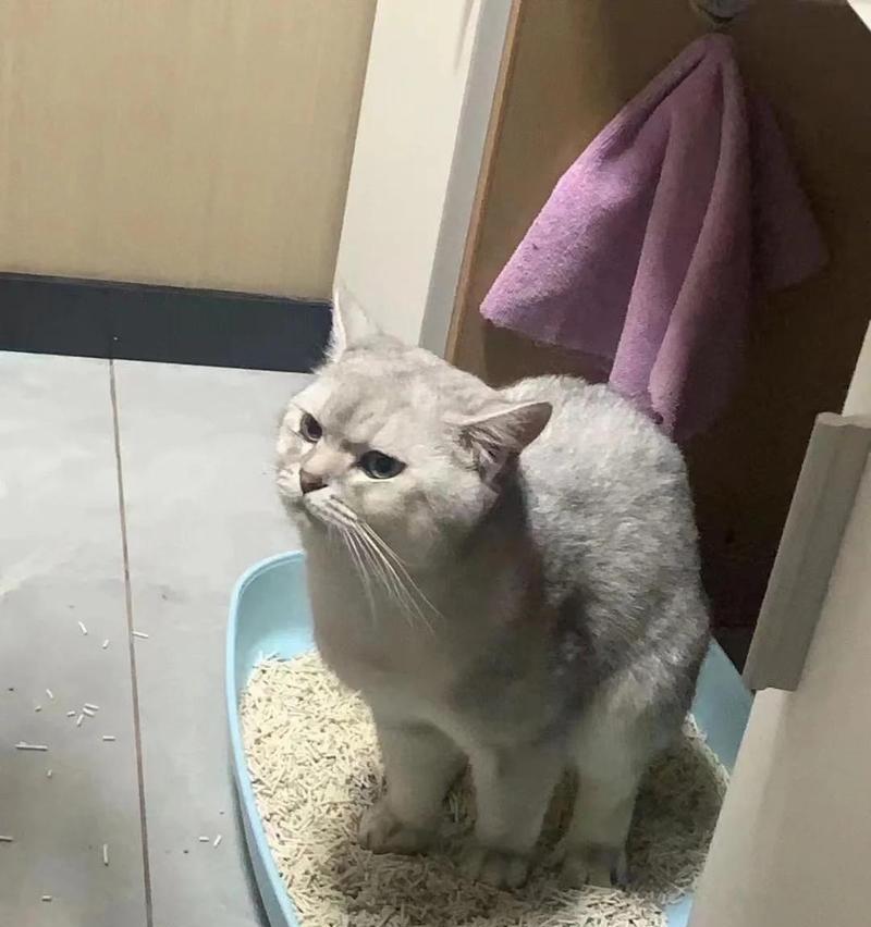 猫粮不适应有哪些症状？