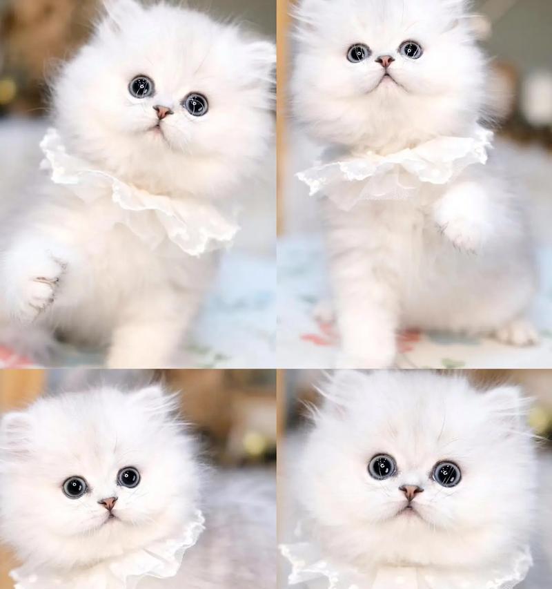 金吉拉怎么只吃猫粮？是否需要改变饮食结构？