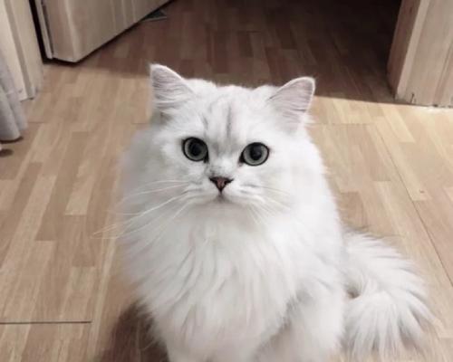 金吉拉怎么只吃猫粮？是否需要改变饮食结构？