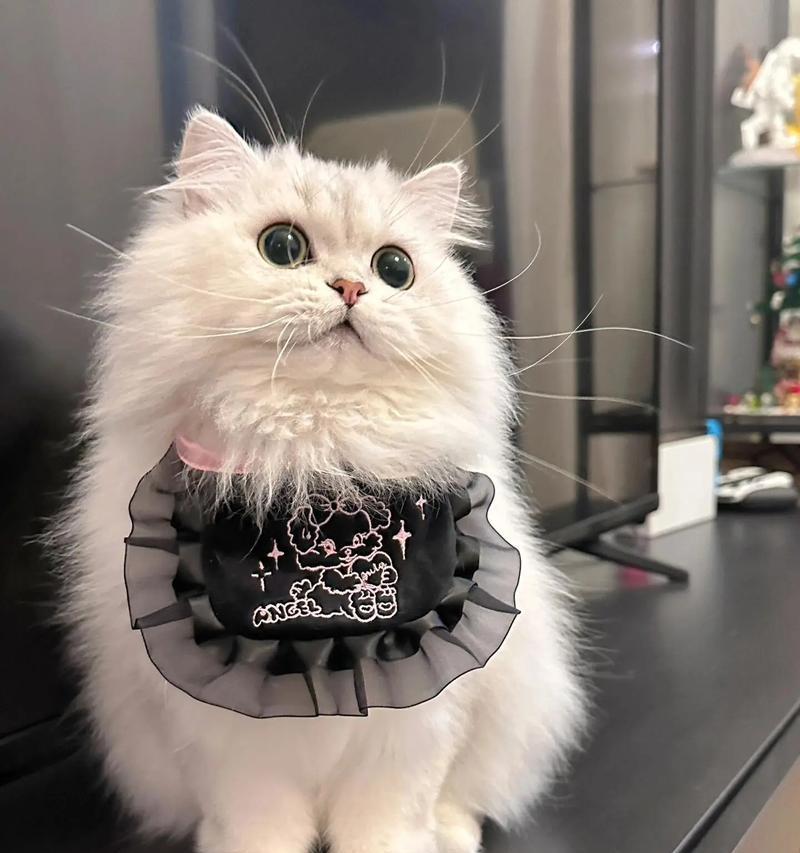 金吉拉怎么只吃猫粮？是否需要改变饮食结构？