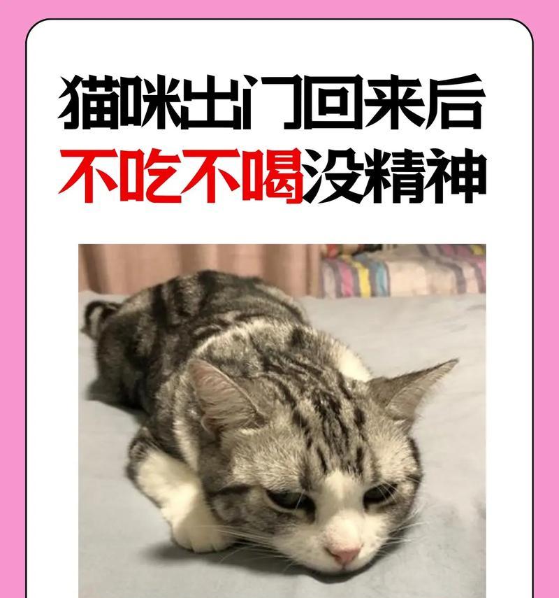猫咪即使饿了也不吃猫粮，这是为什么？