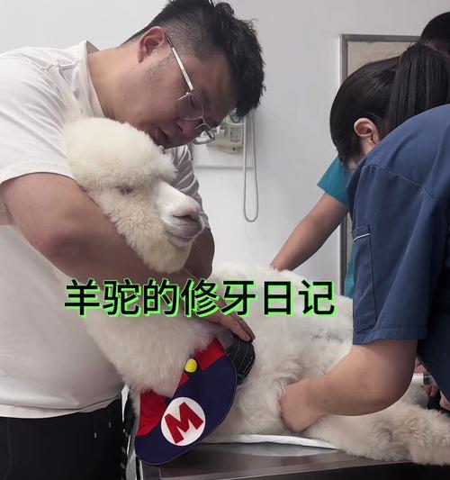 羊驼撞掉牙齿后应如何处理？