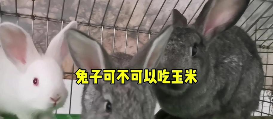 小白兔吃猫粮的原因是什么？