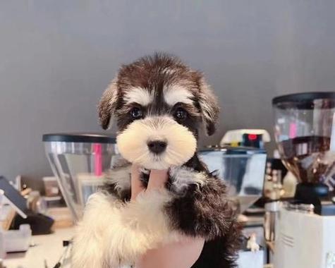 雪纳瑞犬幼犬的售价是多少？购买时的注意事项有哪些？
