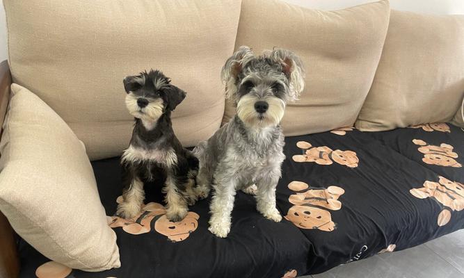雪纳瑞犬幼犬的售价是多少？购买时的注意事项有哪些？