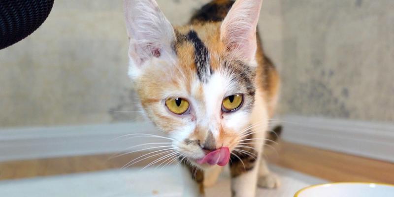 三花猫是否可以不食用猫粮？原因是什么？
