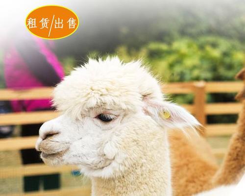 在哪里可以购买到幼仔羊驼？