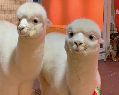 在哪里可以购买到幼仔羊驼？