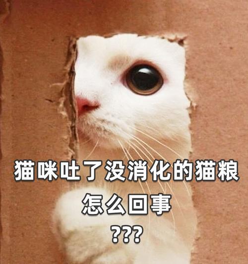 猫咪不吐猫粮怎么回事？是否需要担心？