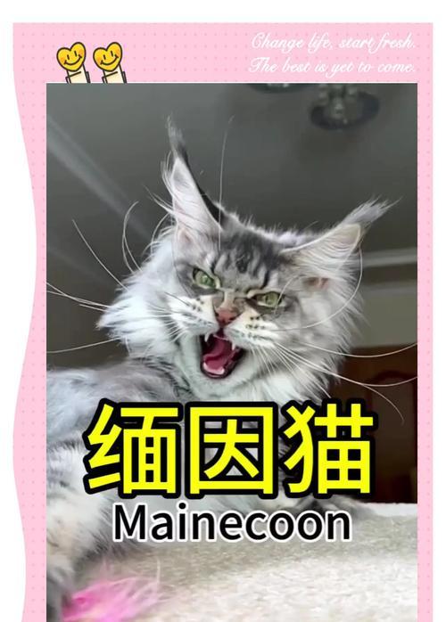 缅因猫不吃湿粮的原因是什么？