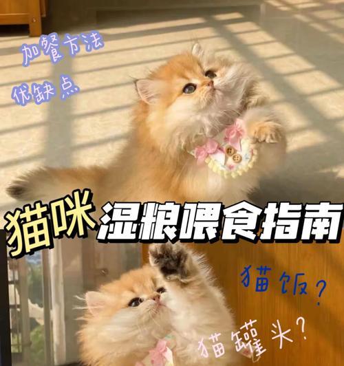 缅因猫不吃湿粮的原因是什么？