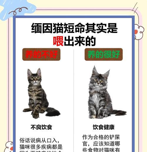 缅因猫不吃湿粮的原因是什么？