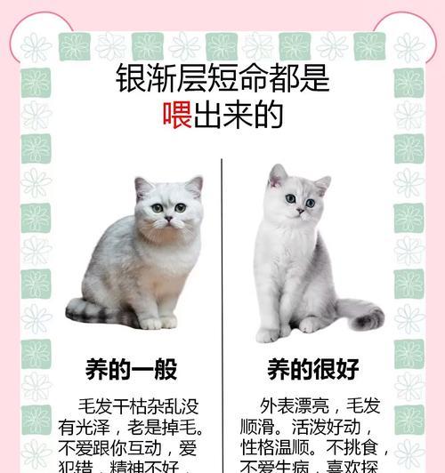 银渐层吃什么类型猫粮好？如何为银渐层选择合适的猫粮？