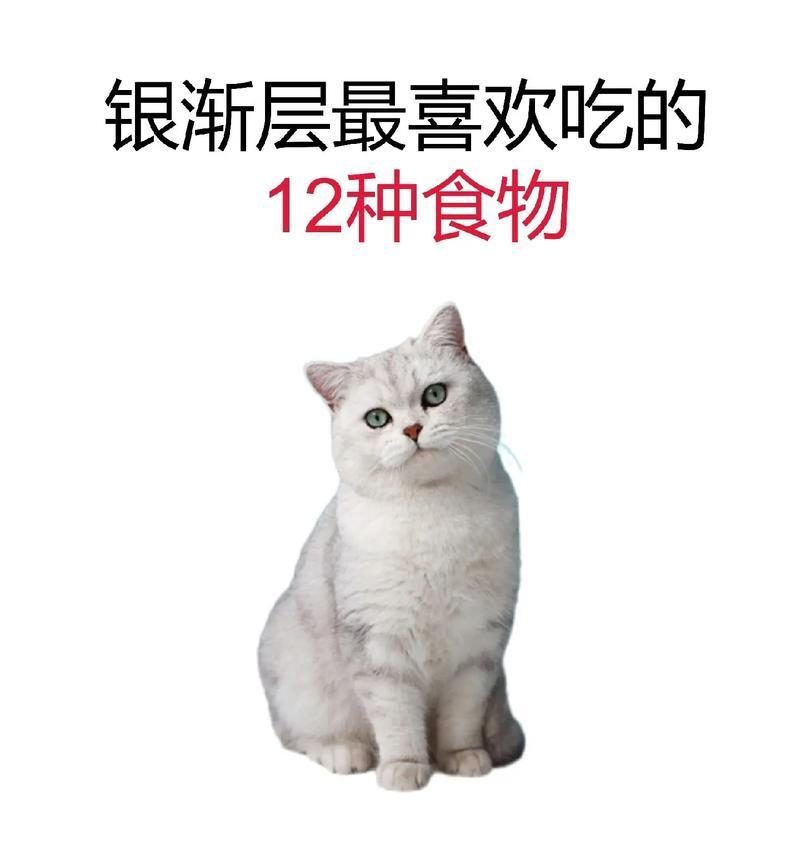 银渐层吃什么类型猫粮好？如何为银渐层选择合适的猫粮？