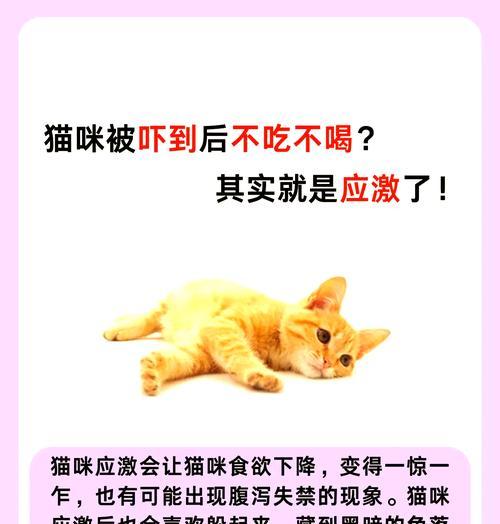猫受惊吓后不吃猫粮怎么办？