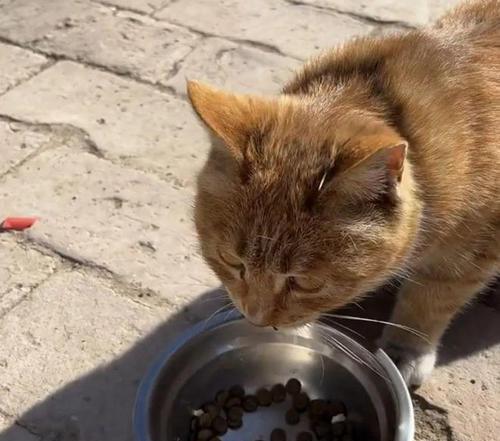 流浪猫吃猫粮的正确方式是什么？如何帮助流浪猫获取食物？