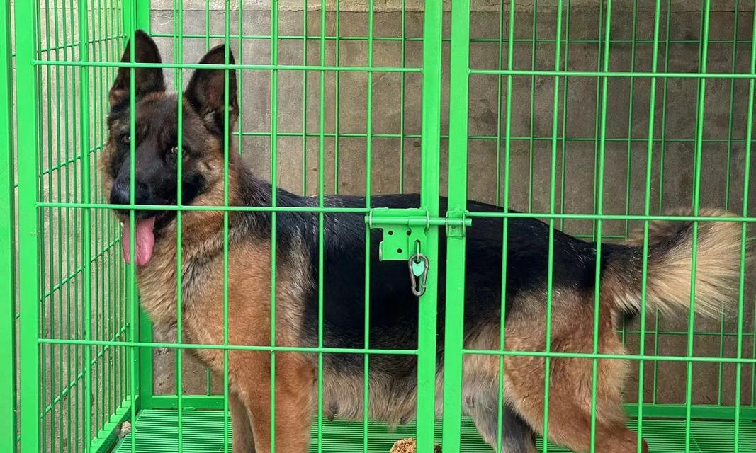 母德牧牧羊犬一胎通常产仔数量？