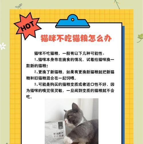 猫咪突然拒食猫粮？可能的原因及解决办法？