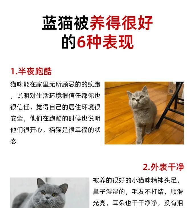 蓝猫不吃猫粮却精神饱满是何原因？