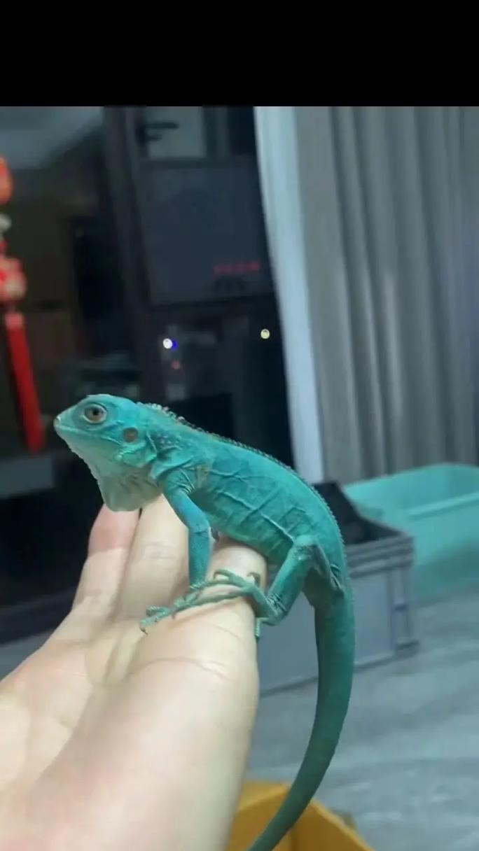 哪种白色羊驼品种最值得同情？