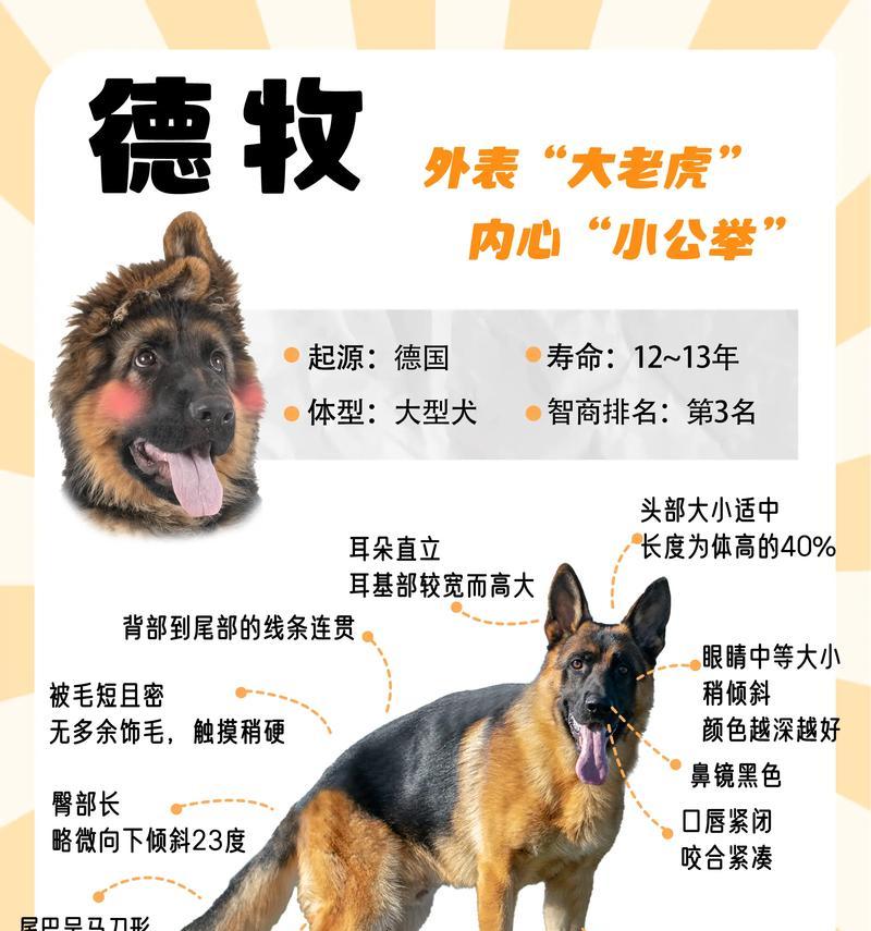 德牧找人领养多少钱啊一个月？领养德牧需要考虑哪些费用？
