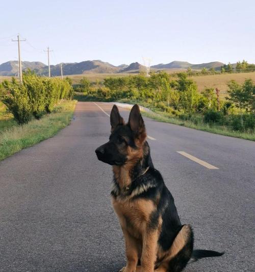 大理地区德牧幼犬售价是多少？
