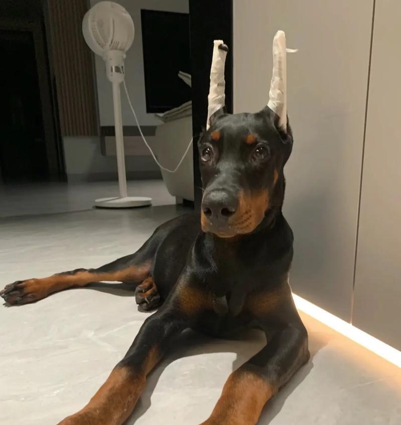 杜宾犬三个月吃什么狗粮最好呢？如何为杜宾犬选择合适的狗粮？