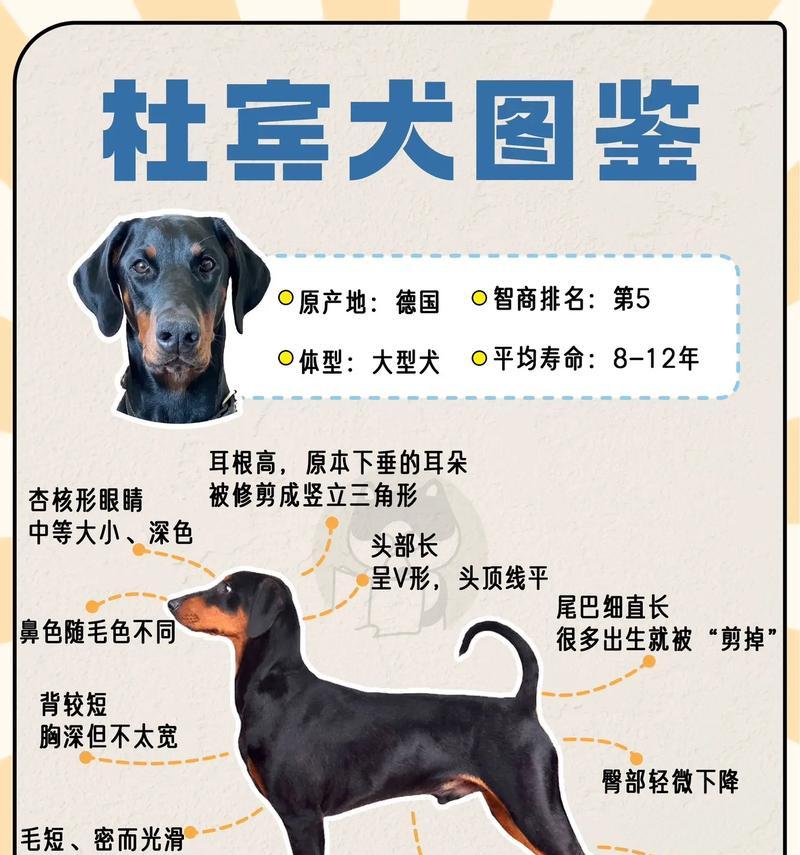 杜宾犬三个月吃什么狗粮最好呢？如何为杜宾犬选择合适的狗粮？